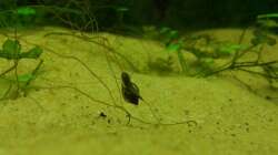 Blasenschnecken bei der Arbeit