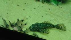 Corys+Atennenwels beim Essen