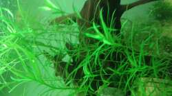 Pflanzen im Aquarium Amazonas