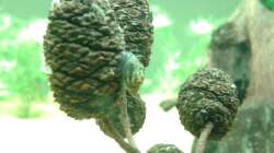 Besatz im Aquarium Amazonas