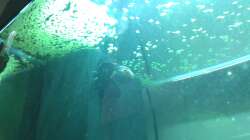 Filter gedrosselt mit alter Socke...