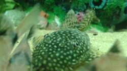 erwischt beim Futtern