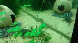 Dekoration im Aquarium Amazonas