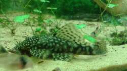 und nochmal erwischt