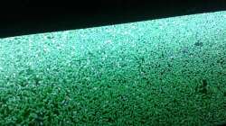 Wasserlinsen von oben, was ein Teppich