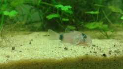 Corydoras panda
