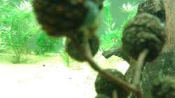 Pflanzen im Aquarium Amazonas