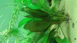 Pflanzen im Aquarium Amazonas