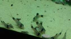 Besatz im Aquarium Amazonas