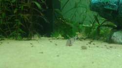 Corydoras panda die 2te