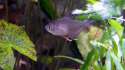 Schmucksalmler (Hyphessobrycon rosaceus)