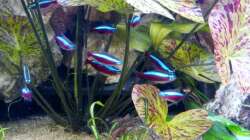 Roter Neon (Paracheirodon axelrodi)