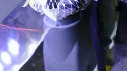 Oberflächenabsauger Eheim Skim 350