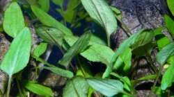 8.) Cryptocoryne Wendtii (Wendtscher Wasserkelch)