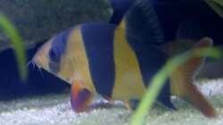 Prachtschmerle (Chromobotia macracanthus)