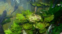 6.) Nymphaea lotus ´Zenkeri´ (Tigerlotus grün)