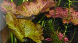 6.) Nymphaea lotus `Zenkeri` (rote Tigerlotus)