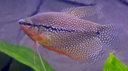 Mosaikfadenfisch (Trichopodus leerii)