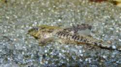 Lanzenharnischwels (Rineloricaria lanceolata)