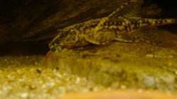 Lanzenharnischwels (Rineloricaria lanceolata)