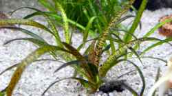 10.) Echinodorus tenellus (grasartige Schwertpflanze)