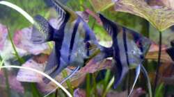 Skalare (Pterophyllum scalare)