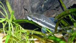 Ohrgitterharnischwels (Otocinclus hoppei)