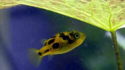 Zwergkugelfisch (Carinotetraodon travancoricus)