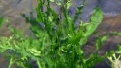 4.) Microsorum pteropus ´Windeov´