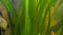 5.) Vallisneria americana (Riesenvallisnerie)