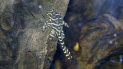 L 333 Königstigerharnischwels (Hypancistrus spec.)