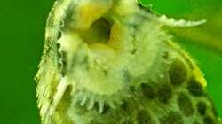 Lanzenharnischwels (Rineloricaria lanceolata) deutlich erkennt man den Bart