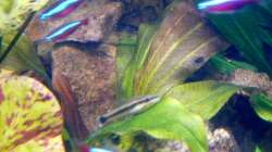 3.) Echinodorus ´Reni´