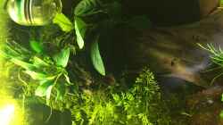 Anubias cofffeifolia