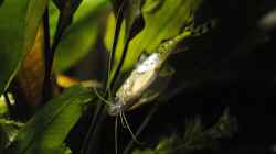 Besatz im Aquarium Biotodoma / Geophagus cupido im grünen Juwel