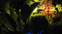 Aquarium Biotodoma / Geophagus cupido im grünen Juwel