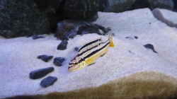 melanochromis auratus female