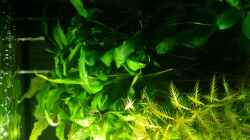 Pflanzen im Aquarium Becken 32663