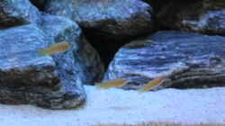 Besatz im Aquarium Saulosi Anfängerbecken