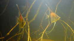 Besatz im Aquarium Dunkles Amazonasdikicht
