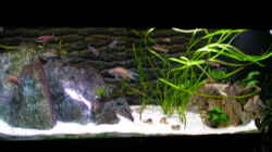 Aquarium Becken 3268