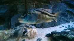 Besatz im Aquarium Malawi Nonmbunas
