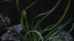 Pflanzen im Aquarium Becken 32689