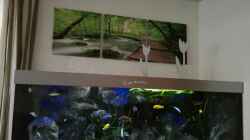 Aquarium Becken 32689