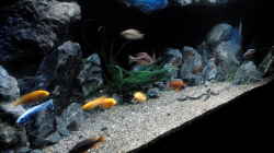 Dekoration im Aquarium Becken 32689