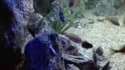 Dekoration im Aquarium Becken 32689
