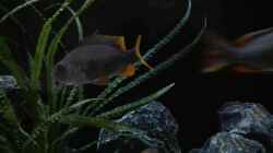 Copadichromis borley kadango red fin Weibchen 