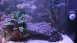 Aquarium Pseudancistrus Heaven