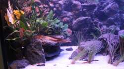 Aquarium Pseudancistrus Heaven