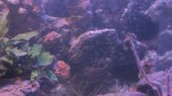 Aquarium Pseudancistrus Heaven